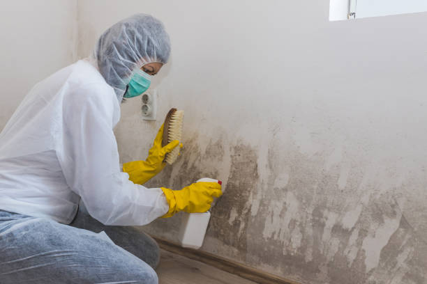 Best Bathroom Mold Remediation in Lyford, TX