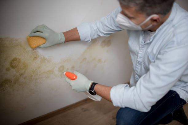Lyford, TX Mold Remediation Company