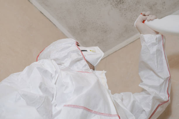 Best Commercial Mold Remediation in Lyford, TX