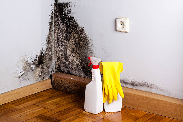 Best Residential Mold Remediation in Lyford, TX